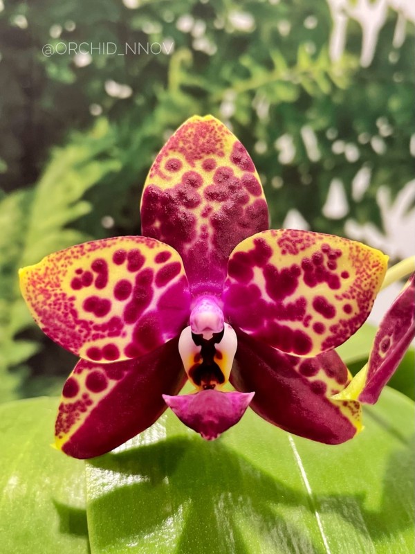 Phal. Yaphon Black Rose 2.5''