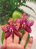 Phal. Yaphon Black Rose 2.5''