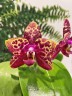 Phal. Yaphon Black Rose 2.5''
