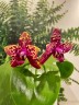 Phal. Yaphon Black Rose 2.5''