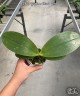Phal. Yaphon Black Rose 2.5''