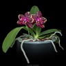 Phal. Yaphon Black Rose 2.5''