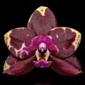 Phal. Yaphon Black Rose 2.5''