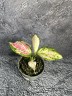 Aglaonema Red Zirkon Ø 6 см