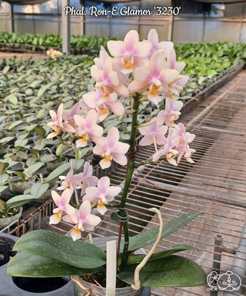 Phal. Ron-E Glamor '3230' 2.5"