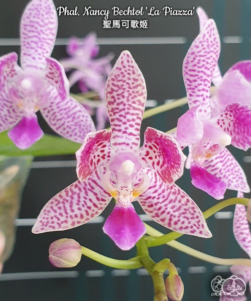 Phal. Nancy Bechtol 'La Piazza' 2.5''