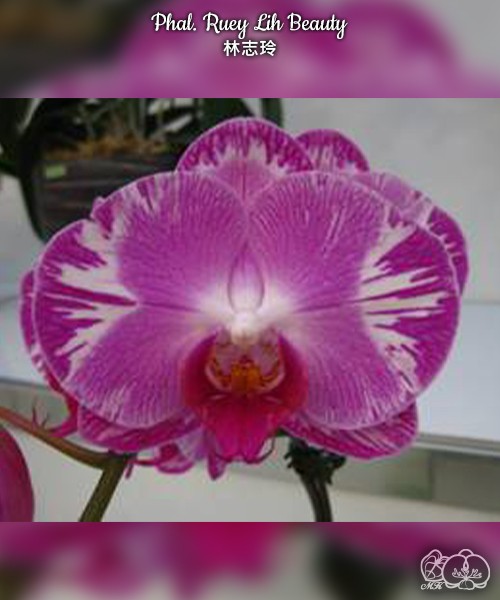 Phal. Ruey Lih Beauty 2.5''