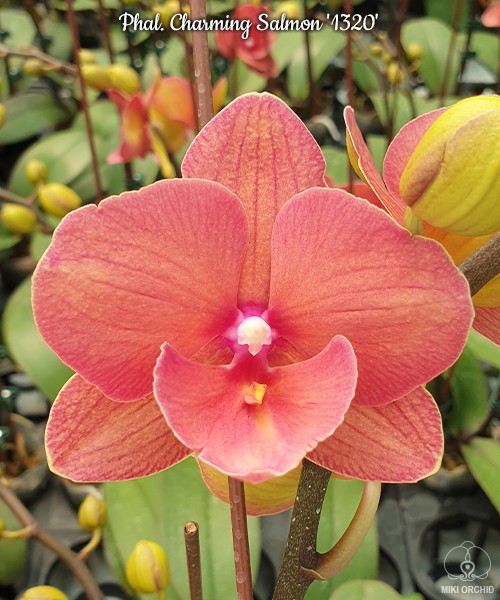 Phal. Charming Salmon '1320' 2.5'' Уценка (нет нижн. листика)