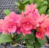 Phal. Charming Salmon '1320' 2.5'' Уценка (нет нижн. листика)