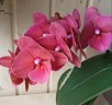 Phal. Charming Salmon '1320' 2.5'' Уценка (нет нижн. листика)