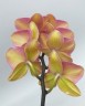 Phal. Charming Salmon '1320' 2.5'' Уценка (нет нижн. листика)