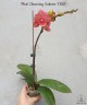 Phal. Charming Salmon '1320' 2.5'' Уценка (нет нижн. листика)