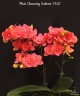 Phal. Charming Salmon '1320' 2.5'' Уценка (нет нижн. листика)
