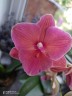 Phal. Charming Salmon '1320' 2.5'' Уценка (нет нижн. листика)