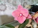 Phal. Charming Salmon '1320' 2.5'' Уценка (нет нижн. листика)