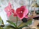 Phal. Charming Salmon '1320' 2.5'' Уценка (нет нижн. листика)