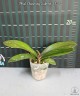 Phal. Charming Salmon '1320' 2.5'' Уценка (нет нижн. листика)
