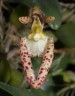 Bulb. lasiochilum × sib 2.5"