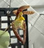 Bulb. lasiochilum × sib 2.5"