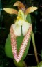 Bulb. lasiochilum × sib 2.5"