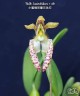 Bulb. lasiochilum × sib 2.5"