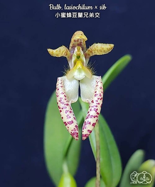 Bulb. lasiochilum × sib 2.5"