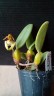 Bulb. lasiochilum × sib 2.5"