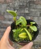 Bulb. lasiochilum × sib 2.5"