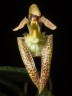Bulb. lasiochilum × sib 2.5"
