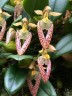 Bulb. lasiochilum × sib 2.5"