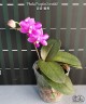 Phal. Purple Gem 'ES' 2.5''