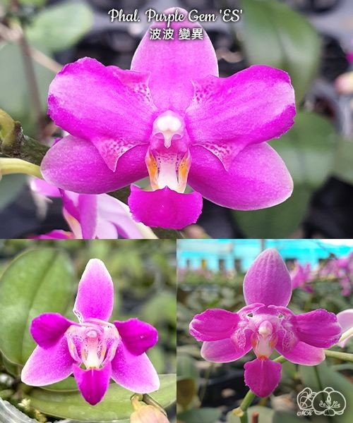Phal. Purple Gem 'ES' 2.5''