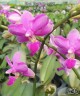 Phal. Purple Gem 'ES' 2.5''