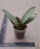 Phal. Purple Gem 'ES' 2.5''