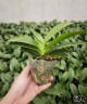 Phal. Light Man 2.8''