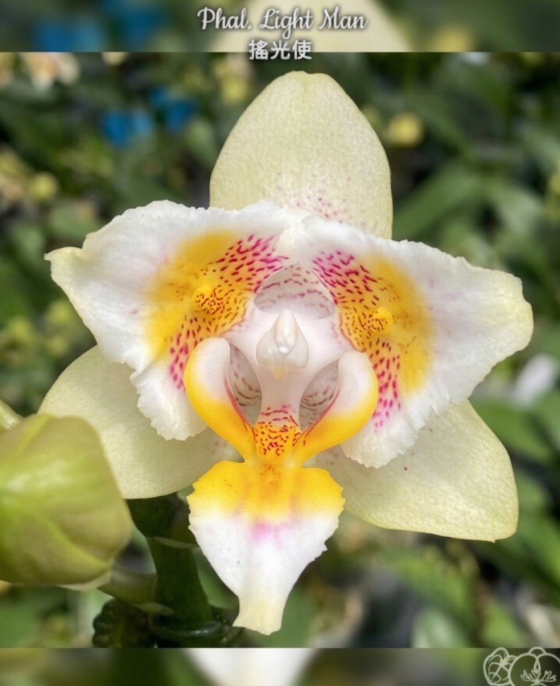 Phal. Light Man 2.8''