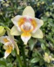 Phal. Light Man 2.8''