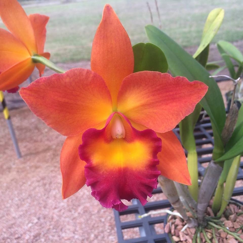 Rth. Chief Sweet Orange 2.5"