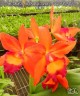 Rth. Chief Sweet Orange 'Sweet Orange'AM/AOS 2.5"