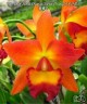 Rth. Chief Sweet Orange 'Sweet Orange'AM/AOS 2.5"