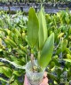 Rth. Chief Sweet Orange 'Sweet Orange'AM/AOS 2.5"