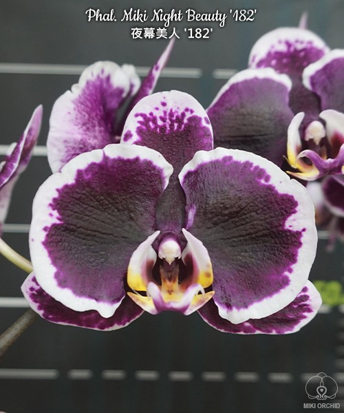 Phal. Miki Night Beauty '182' 2.5"