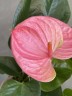 Anthurium andreanum 'Sweet Dream' (Ø 12 см)