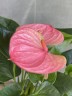 Anthurium andreanum 'Sweet Dream' (Ø 12 см)