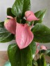 Anthurium andreanum Karma Pink Ø 9 см