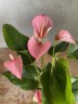 Anthurium andreanum Karma Pink Ø 9 см