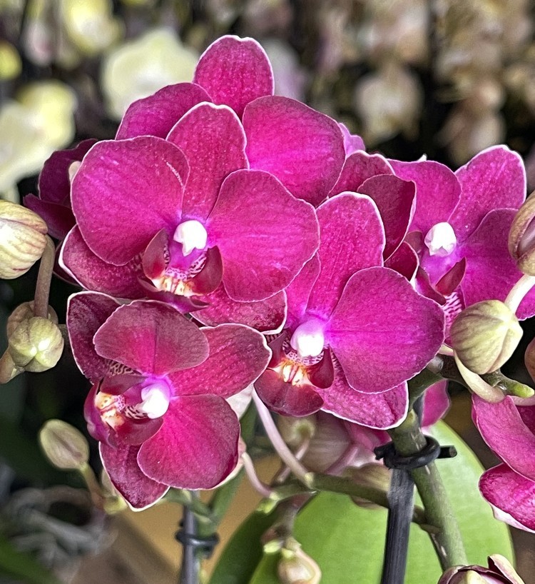 Мини орхидея Red Lion (1 цветонос; Ø 7 см) УЦЕНКА (механическое ...