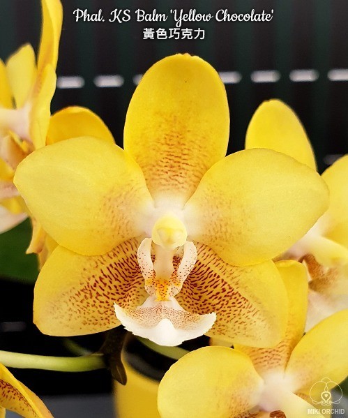 Phal. KS Balm 'Yellow Chocolate' 2.5''