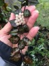 Hoya Krohniana 'Black Leaves' (Ø 6 см)