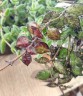 Hoya Krohniana 'Black Leaves' (Ø 6 см)
